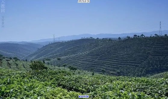 大渡岗普洱茶怎么样：云南大渡岗普洱茶发展股份的好喝与否？