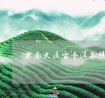 大渡岗普洱茶怎么样：云南大渡岗普洱茶发展股份的好喝与否？