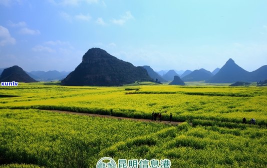 探秘云南普洱大渡岗万亩生态茶园的魅力与景