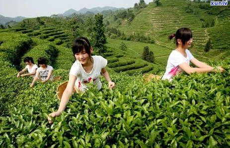 探秘云南普洱大渡岗万亩生态茶园的魅力与景