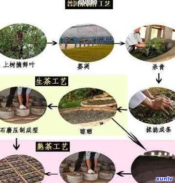 '普洱茶工艺 *** 过程揭秘：能喝的工艺普洱茶全解析'