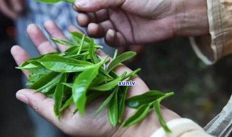 州普洱茶市场地址及价格分析，欢迎选购！