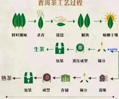 普洱茶加工工艺流程及核心技术要点