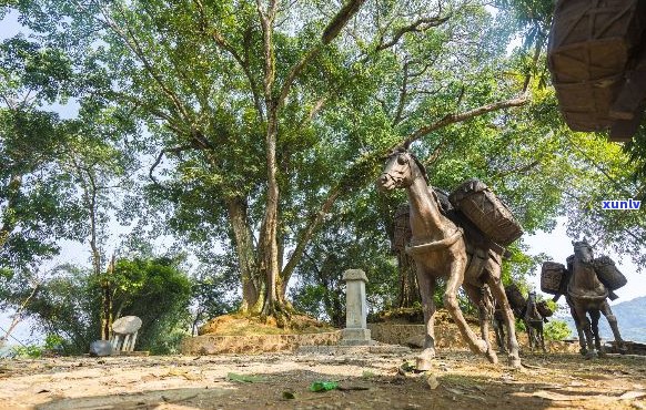 探寻普洱茶马古道：历文化、传统手工艺与户外探险的完美结合