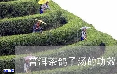 信鸽喝普洱茶的养殖效果及其可行性分析