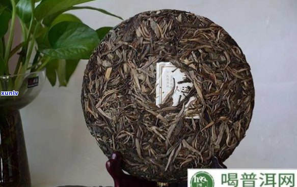 信鸽喝普洱茶好不好