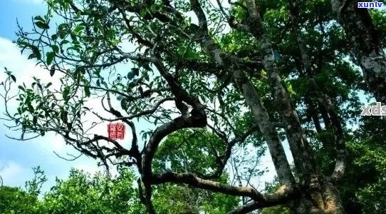 木王茶：品种、产地、 *** 工艺及口感全面解析