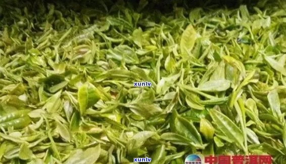 木王茶：品种、产地、 *** 工艺及口感全面解析