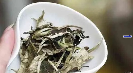 月光白普洱茶是白茶吗？月光白普洱茶的特点、功效与作用及与普洱茶的区别。