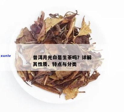 '普洱月光白的种类与功效：一种独特茶类的特点与应用'