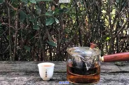 喝普洱茶是不是要煮一下才好喝？