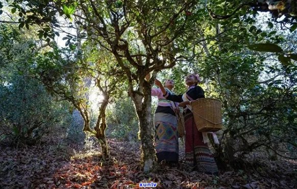 普洱景迈山古树茶特点攻略与文化景观：价格，茶林，园区详解