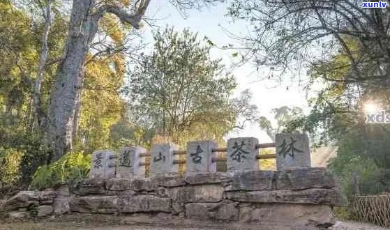 普洱景迈山古树茶特点攻略与文化景观：价格，茶林，园区详解