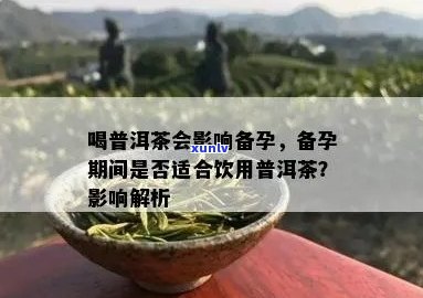 备孕期间女性能否饮用普洱茶？喝多少？是否影响生男孩？