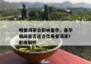 备孕期间能喝普洱茶