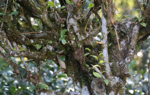 大益南糯普洱茶怎样