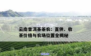 云南普洱茶场：优质茶叶供应商与采购指南