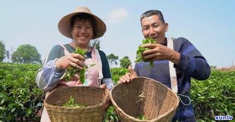 普洱茶市场未来五年的趋势、挑战与机遇：全面分析与预测