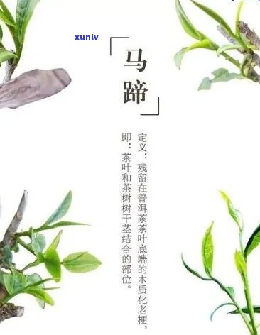 普洱茶有马蹄好不好喝？普洱茶叶中的马蹄是什么？普洱茶常识之三十一马蹄。