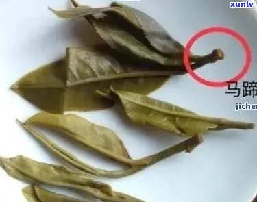 马蹄在普洱茶叶中的神奇作用：揭秘这种独特成分的奥秘