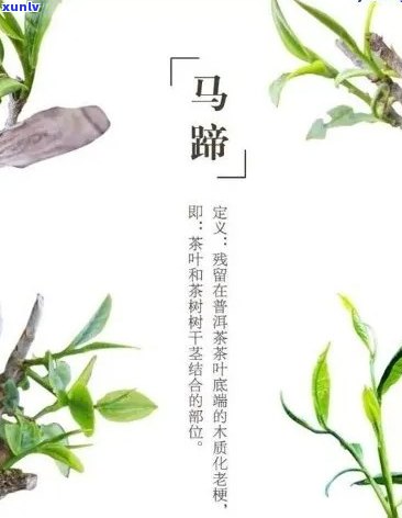 普洱茶马蹄的含义、种类及品饮 *** ：一个全面详实的解读