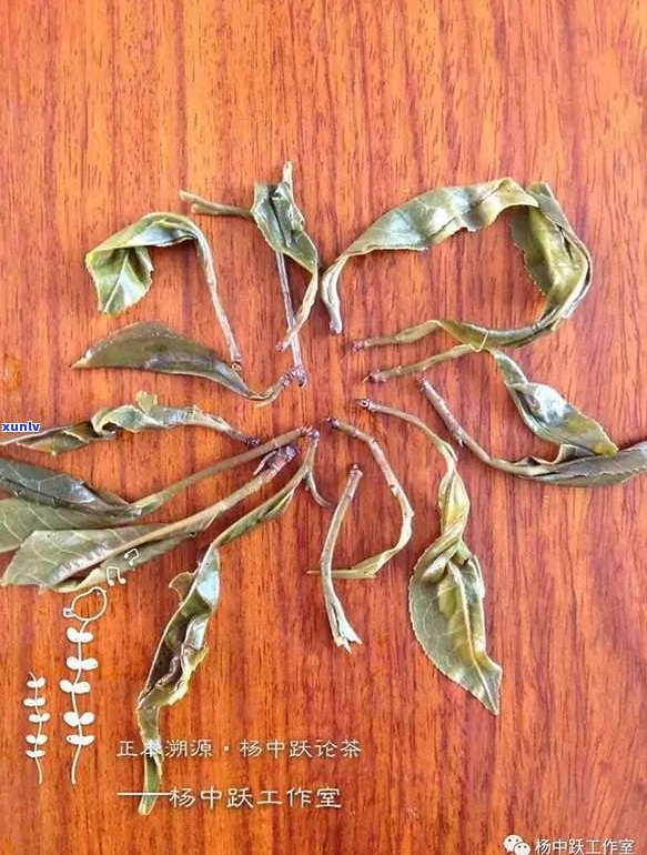 普洱茶茶青中的马蹄：这是什么？能喝吗？