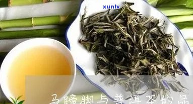 普洱茶春茶有马蒂脚