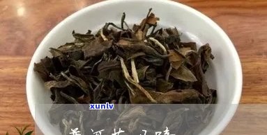 普洱茶春茶有马蒂脚