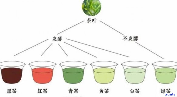 大红袍与绿茶：区别、功效及适用场景全面解析