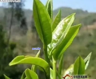 普洱茶单株价格：如何根据品质和市场行情判断？