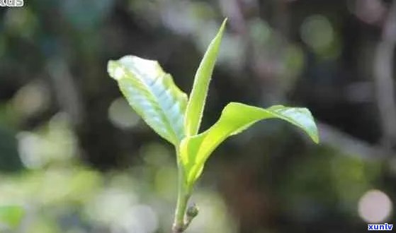 单株普洱茶价格多少： 普洱茶单株茶特点与功效解析