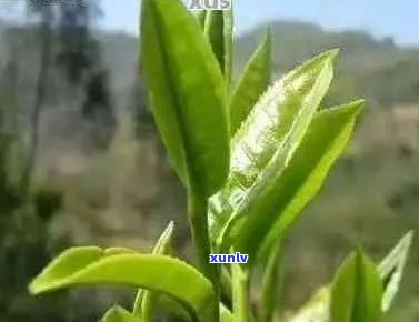 单株普洱茶价格多少： 普洱茶单株茶特点与功效解析