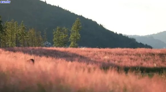 翡翠般的藕粉色土地：探索自然之美与宁静之境