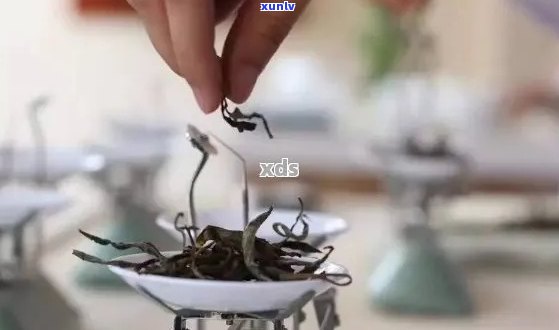 新 探索普洱茶中的果子奥秘：一颗茶叶背后的多元化体验