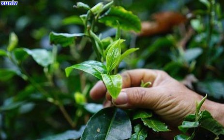 普洱茶里的果子用途解析