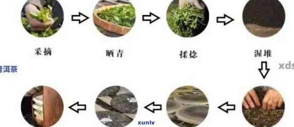 普洱茶的萎凋过程及其与品质关系探究：为什么普洱茶是特殊的萎凋植物？