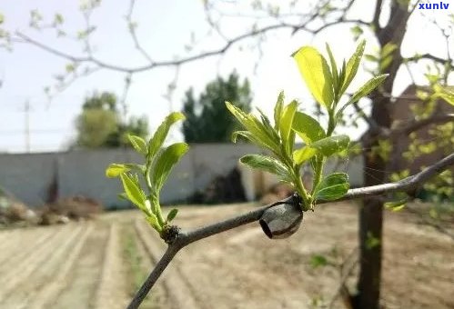 酸枣树芽茶的功效、禁忌及泡水喝的作用与副作用