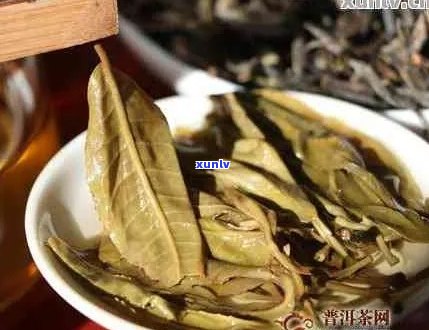 普洱生茶品种全面解析：斗记茶叶中的各种类别和特点