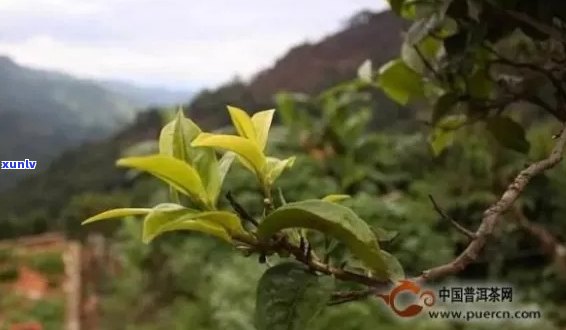 景谷茶与普洱茶的关系及档次分析：了解两者之间的差异和定位