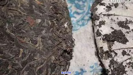 普洱茶饼会招虫子吗