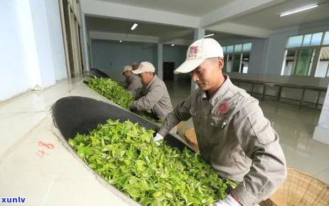 陈升号普洱茶：贵得物有所值吗？购买指南与评价