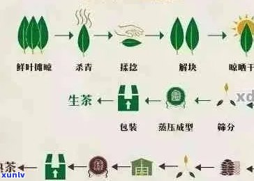 章郎普洱茶：品种、产地、 *** 工艺、口感、功效与泡法全面解析