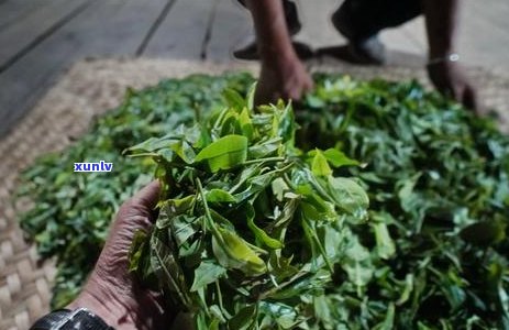 古树普洱茶20年：时光沉淀的味道，传承经典的工艺