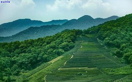 普洱茶名称大全：了解各种普洱茶的代表性