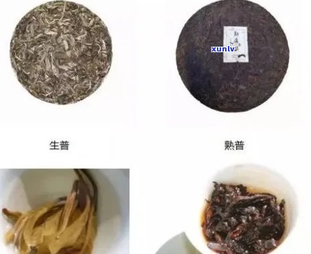 普洱茶有哪几种