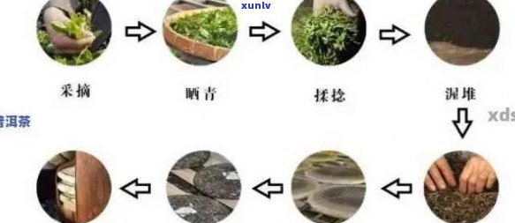  *** 普洱茶的全过程：步骤与要点