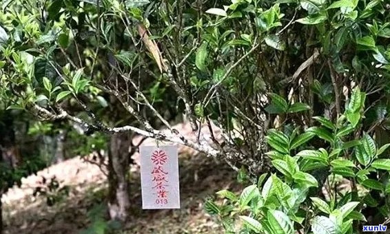 竹子古树普洱茶特点：百度百科中的详细介绍。