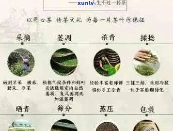 探索普洱茶分级体系：等级差异及其品味影响