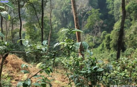 国有林茶的特点与历：探索中国国有林茶的独特魅力