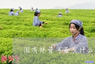 国有林茶的特点与历：探索中国国有林茶的独特魅力